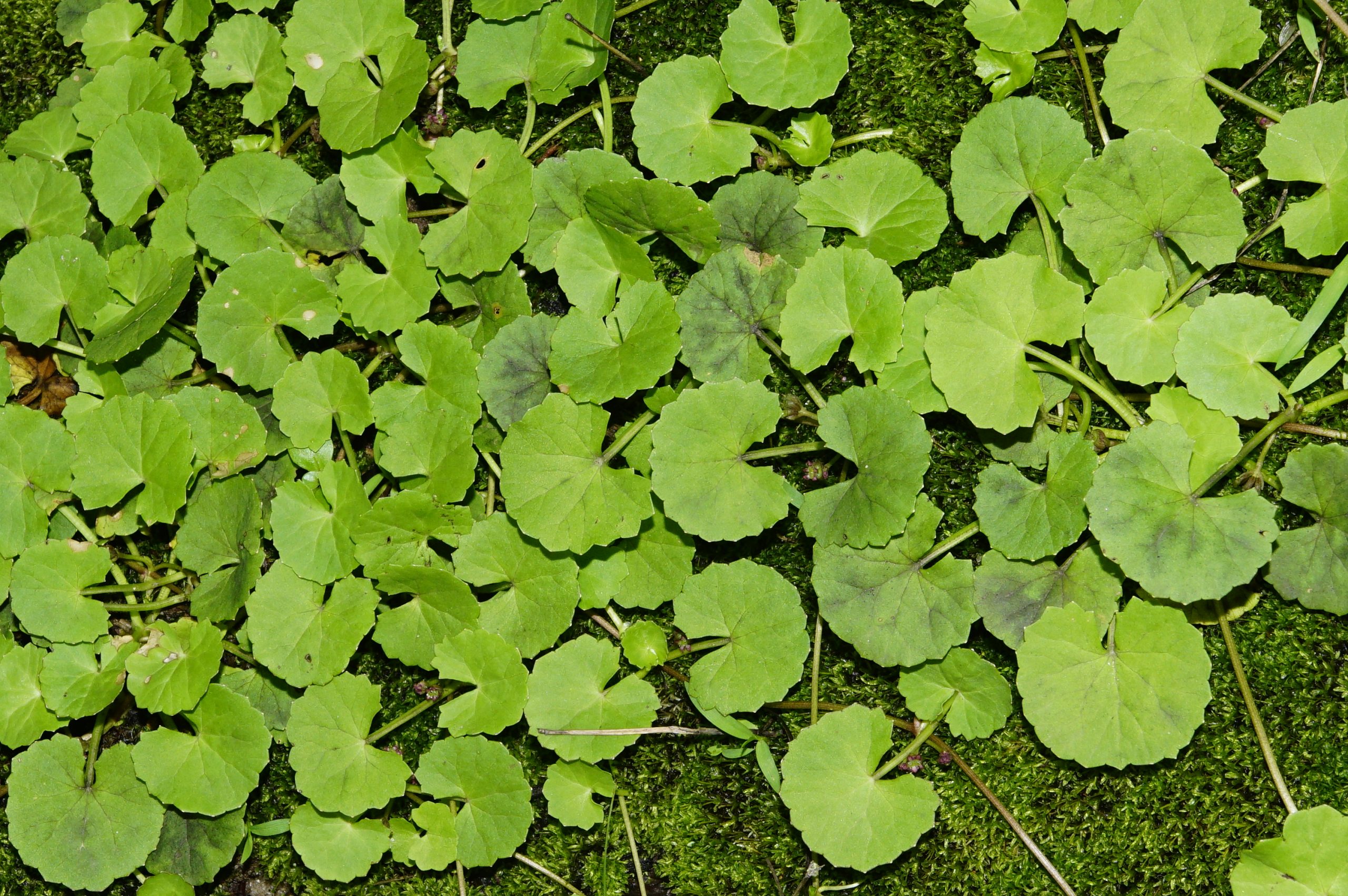 Centella Asiatica: Το βότανο που υπόσχεται πιο υγιές και νεανικό δέρμα