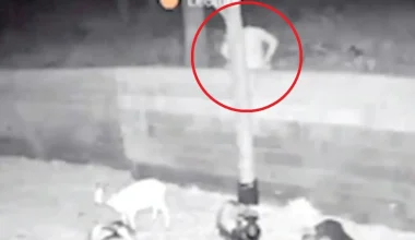 Μόνιμη απέλαση από την Γαλλία για 19χρονο Αφγανό που ασέλγησε σε κατσίκα! – Δείτε το βίντεο