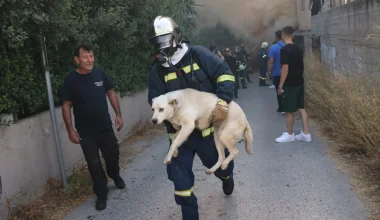 Φωτιά στο Ηράκλειο: Η στιγμή που πυροσβέστης σώζει σκύλο μέσα από τις φλόγες (φωτο)