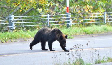 Ιαπωνία: Νεκρός άνδρας από πιθανή επίθεση αρκούδας – Αυξάνονται τα περιστατικά στην χώρα