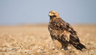 Το απίστευτο ταξίδι του Φέλιξ του αετού: Από τη Σερβία στη Συρία και πίσω – μια περιπέτεια επιβίωσης και διάσωσης