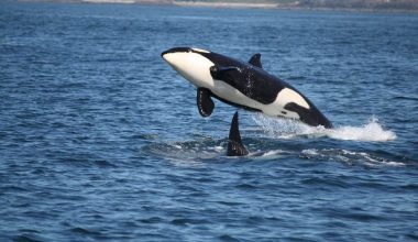 Όρκες επιτέθηκαν σε ιστιοφόρο ανοιχτά του Γιβραλτάρ: Το διέλυσαν μετά από τρεις ώρες «παιχνιδιού» (βίντεο)