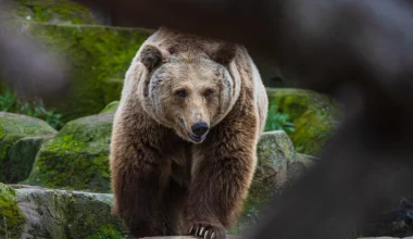 ΗΠΑ: Η στιγμή που άνδρας ανοίγει την πόρτα του οχήματός του και βλέπει αρκούδα να κάθεται στη θέση του συνοδηγού!
