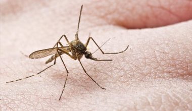 Πώς να κρατήσετε τα κουνούπια μακριά: Οι μυρωδιές που τα απωθούν και τα λάθη που τα προσελκύουν