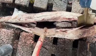 Ρωσία: Βρήκαν 500 κιλά κοκαΐνης κρυμμένα μέσα σε κατεψυγμένο τόνο στο λιμάνι της Αγίας Πετρούπολης (βίντεο)