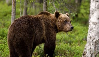 Ιαπωνία: Εγκαθιστά εκατοντάδες κάμερες στα βουνά έπειτα από αυξημένες επιθέσεις αρκούδων