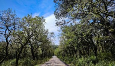 Απαγόρευση κυκλοφορίας σε δασικές περιοχές στη Χαλκιδική λόγω κινδύνου πυρκαγιάς