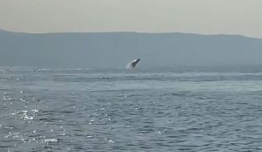 Παγασητικός: Εντυπωσιακή εμφάνιση φάλαινας στο Αγκίστρι – Κατέγραψαν τα άλματά της σε βίντεο