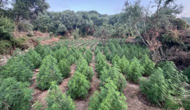 Τεράστια επιχείρηση της ΕΛΑΣ στη Μεσσηνία: Ξηλώθηκαν 1.532 δενδρύλλια κάνναβης – Πάνω από 2 εκατ. τα κέρδη (φωτο)