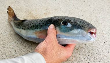 Νεαρός έσπασε κάθε ρεκόρ: Έπιασε 162 λαγοκέφαλους στο Καστελόριζο