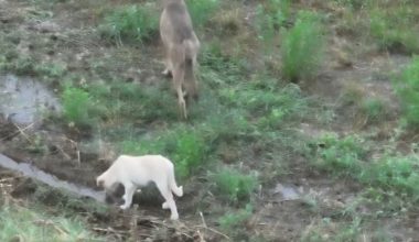 Λύκοι προστάτεψαν και «υιοθέτησαν» αδέσποτο σκυλάκι στην Κεντρική Μακεδονία (βίντεο)
