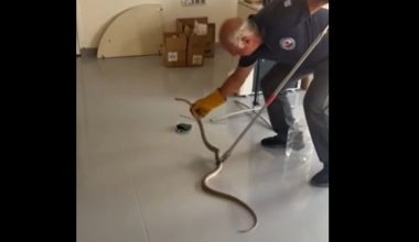 Βόλος: Φίδι δύο μέτρων εντοπίστηκε σε επιχείρηση (βίντεο)