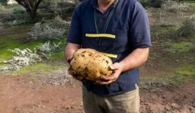 Χανιά: Παραγωγός εντόπισε στο χωράφι του τεράστια πατάτα – Ξεπερνά τα 6 κιλά σε βάρος! (φωτο)