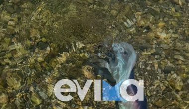Εύβοια: Γιγάντιο «χταπόδι-σεντόνι» εμφανίστηκε σε παραλία και τους άφησε όλους άφωνους (βίντεο)
