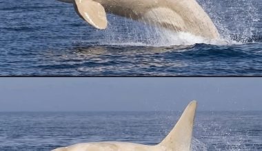 Εξαιρετικά σπάνια ολόλευκη όρκα εντοπίστηκε στην Ιαπωνία μετά από 15 χρόνια! (φωτο)