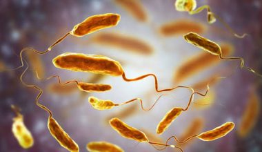 Vibrio: Το βακτήριο που «ξυπνά» με την άνοδο της θερμοκρασίας στις θάλασσες – Τι δείχνει ο χάρτης του ECDC