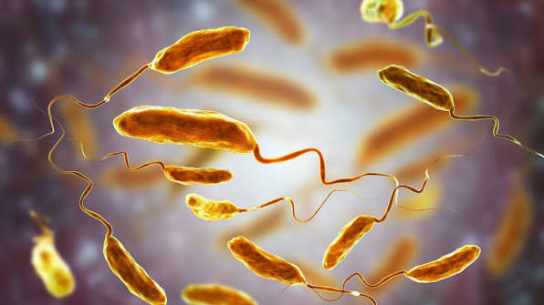 Vibrio: Το βακτήριο που «ξυπνά» με την άνοδο της θερμοκρασίας στις θάλασσες – Τι δείχνει ο χάρτης του ECDC