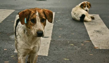 Αντιμέτωπος με κακουργηματική δίωξη ο 60χρονος στον Λαγκαδά: Έκανε χειρουργικές επεμβάσεις σε αδέσποτα χωρίς άδεια!