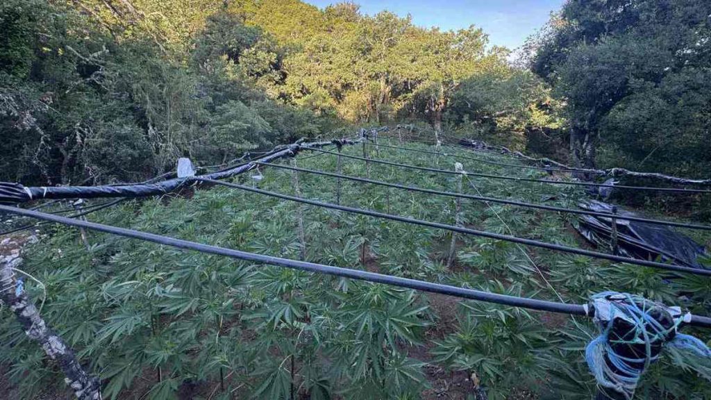 Τεράστια χασισοφυτεία Αλβανών ξηλώθηκε στη Λαμία: Οι αστυνομικοί έβγαζαν τα δέντρα από το πρωί μέχρι το απόγευμα!
