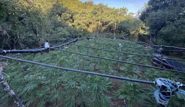 Τεράστια χασισοφυτεία Αλβανών ξηλώθηκε στη Λαμία: Οι αστυνομικοί έβγαζαν τα δέντρα από το πρωί μέχρι το απόγευμα!