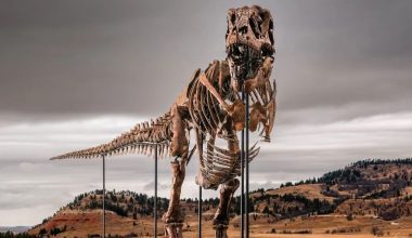 Στο «σφυρί» ο θρυλικός T. rex «Gus» για 30 εκατ. δολάρια – Η δημοπρασία που διχάζει την επιστημονική κοινότητα