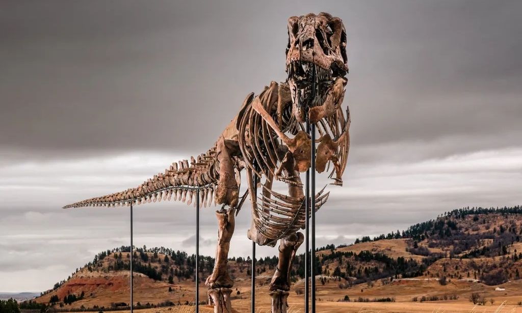 Στο «σφυρί» ο θρυλικός T. rex «Gus» για 30 εκατ. δολάρια – Η δημοπρασία που διχάζει την επιστημονική κοινότητα