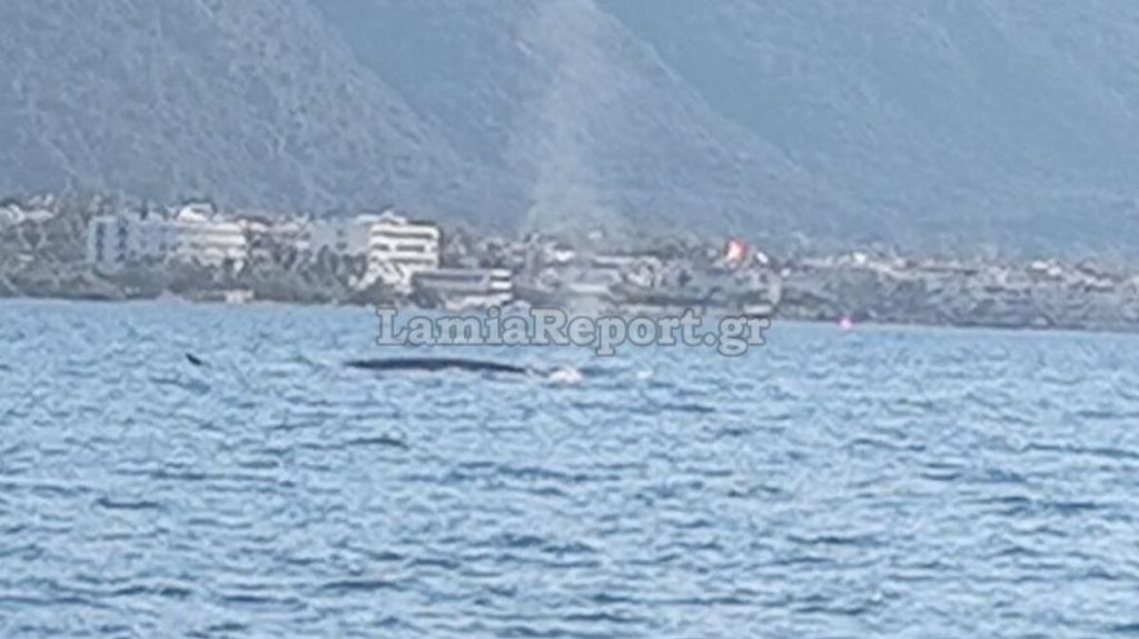 Καμένα Βούρλα: Φάλαινα – φυσητήρας εμφανίστηκε κοντά στους λουόμενους! (βίντεο)