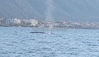 Καμένα Βούρλα: Φάλαινα – φυσητήρας εμφανίστηκε κοντά στους λουόμενους! (βίντεο)