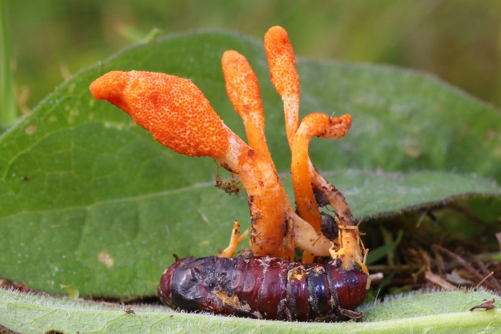 Ο μύκητας Cordyceps που μετατρέπει έντομα σε «ζόμπι» – Το παράξενο φαινόμενο της φύσης