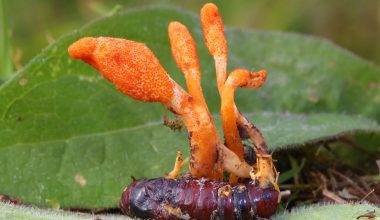 Ο μύκητας Cordyceps που μετατρέπει έντομα σε «ζόμπι» – Το παράξενο φαινόμενο της φύσης