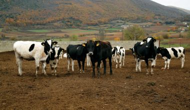 Πέντε αγελάδες που επιβίωσαν για 130 χρόνια αποκάλυψαν ένα γενετικό μυστήριο