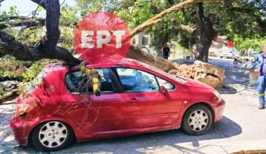 Πύργος: Βελανιδιά κατέρρευσε σε αυλή σπιτιού – Από θαύμα δεν υπήρξαν τραυματισμοί