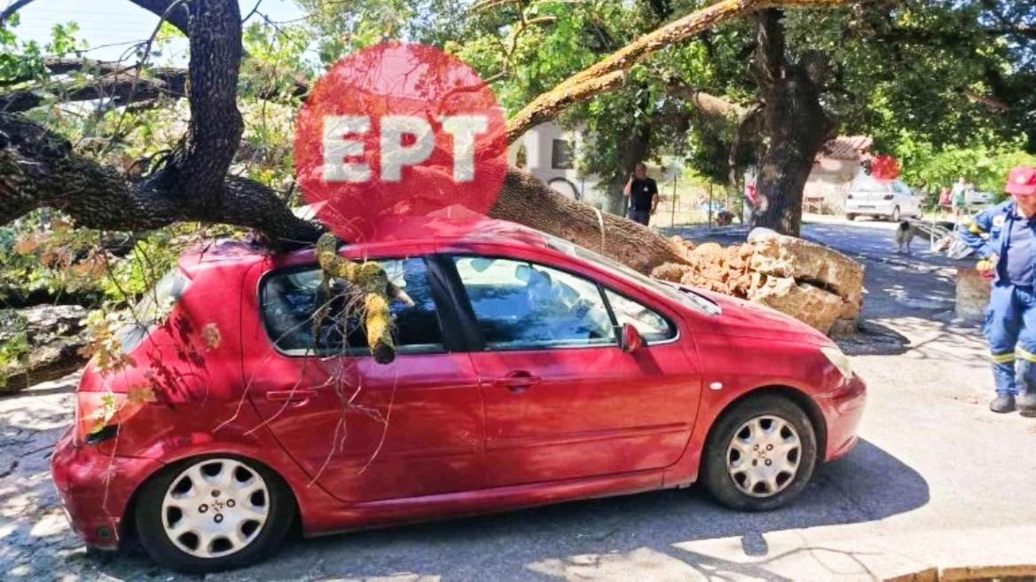 Πύργος: Βελανιδιά κατέρρευσε σε αυλή σπιτιού – Από θαύμα δεν υπήρξαν τραυματισμοί