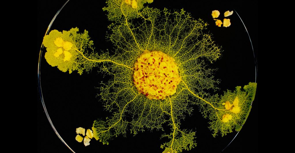 Physarum polycephalum: Το πλάσμα χωρίς εγκέφαλο που μπορεί να «μαθαίνει»