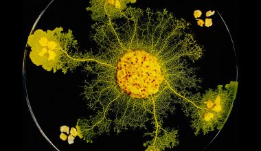 Physarum polycephalum: Το πλάσμα χωρίς εγκέφαλο που μπορεί να «μαθαίνει»