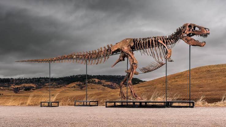Στα 43 εκατ. ευρώ πωλήθηκε ο ακριβότερος T-Rex στην ιστορία