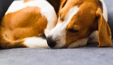 Τι να κάνετε αν ένας άγνωστος σκύλος έρθει τρέχοντας προς το μέρος σας