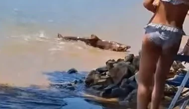 Βίντεο: Καρχαρίας κοντά σε λουόμενους στην παραλία των Λειψών – Τι είδος είναι