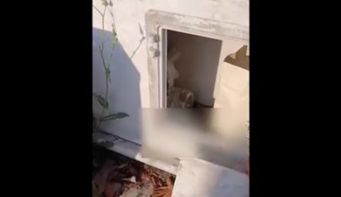 Σοκ στην Αλεξάνδρεια: Έκρυβε κάνναβη και ζυγαριές μέσα σε τάφο συγγενή του (βίντεο)