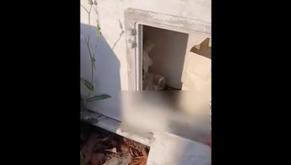 Σοκ στην Αλεξάνδρεια: Έκρυβε κάνναβη και ζυγαριές μέσα σε τάφο συγγενή του (βίντεο)