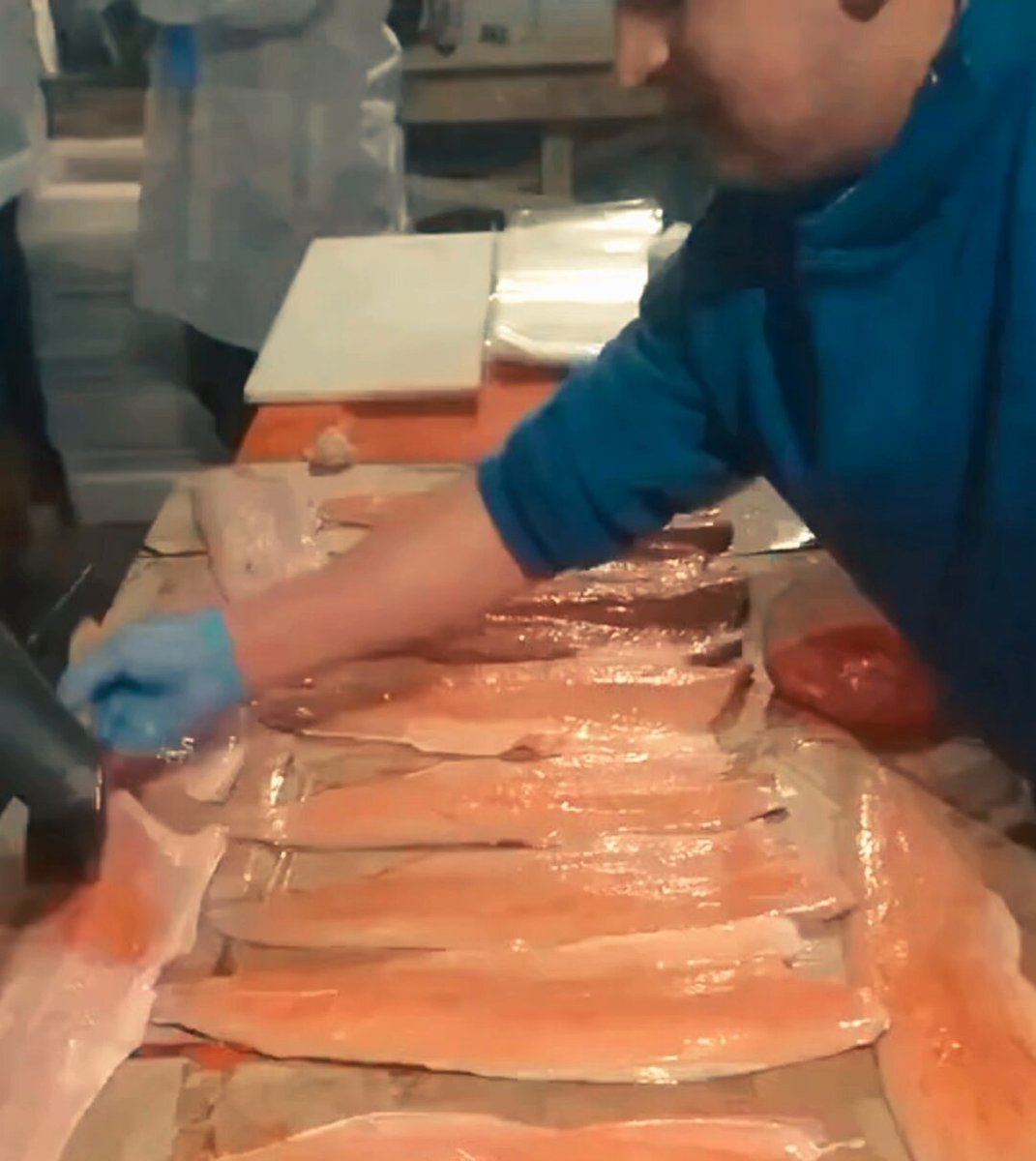Χιλή: Βάφουν τους σολομούς για να φαίνονται… φρέσκοι (βίντεο)