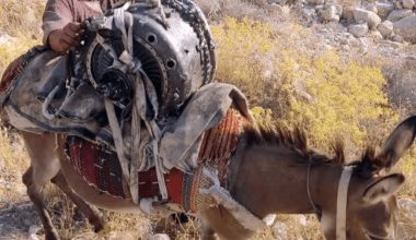 Οι Ιρανοί μεταφέρουν τον κινητήρα ενός καταρριφθέντος MQ-9 Reaper με γαϊδούρι!