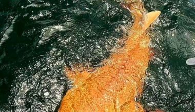 Σπάνιος πορτοκαλί καρχαρίας εντοπίστηκε στα ανοικτά της Κόστα Ρίκα (φωτο)