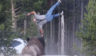 Συγκλονίζει ο 65χρονος που δέχθηκε επίθεση από βίσονα στις ΗΠΑ: «Θα μπορούσε να με ποδοπατήσει ή να με σκοτώσει»