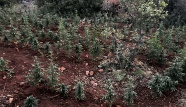 Τέλος στη δράση κυκλώματος ναρκωτικών: Συνελήφθη ο αρχηγός – Εντοπίστηκαν 1.500 δενδρύλλια στη Βοιωτία (φωτο)