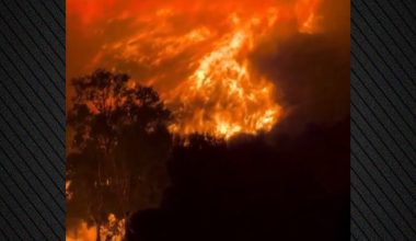Καλαβρία: Έδεναν πανιά σε γάτες και τους έβαζαν φωτιά για να εξαπλωθούν οι πυρκαγιές στο δάσος