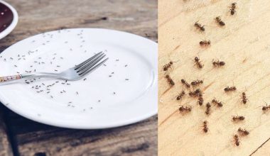 «Βαρύ» το κατηγορητήριο για βραβευμένο σεφ στη Σεούλ που σέρβιρε μυρμήγκια σε πελάτες ως γαρνιτούρα επιδόρπιων