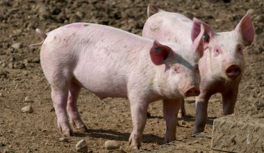 Όταν επτά γουρούνια δικάστηκαν για φόνο – Η απίστευτη υπόθεση του 1457