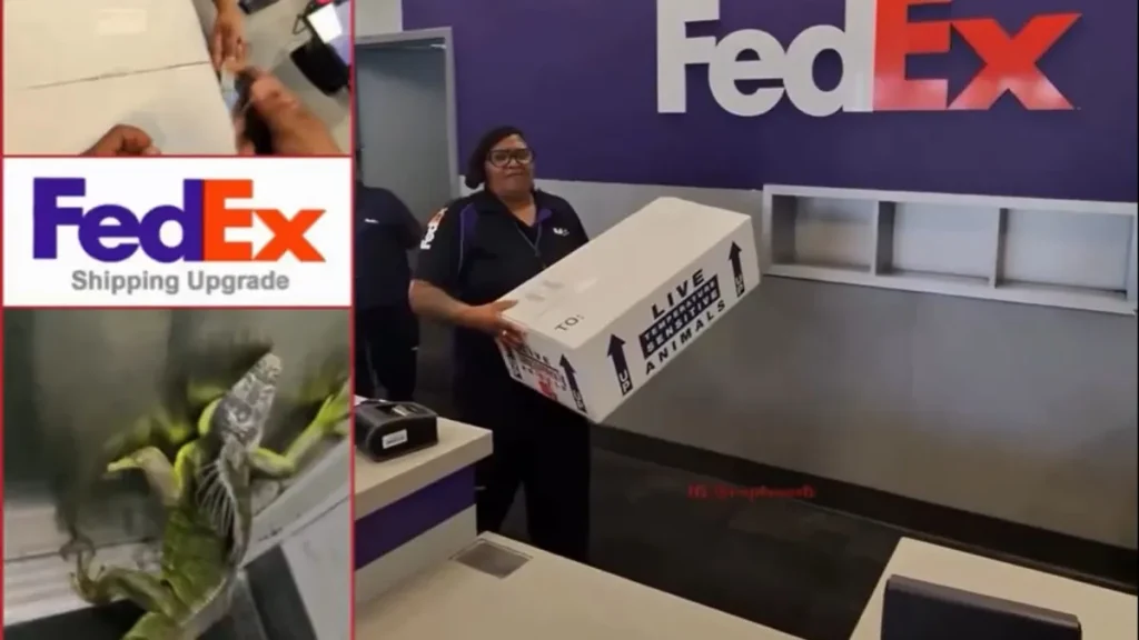 Απρόοπτο σε κατάστημα της FEDEX: Η στιγμή που τεράστιο ιγκουάνα πετάγεται μέσα από δέμα παραγγελίας (βίντεο)