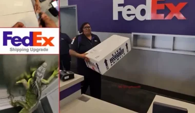 Απρόοπτο σε κατάστημα της FEDEX: Η στιγμή που τεράστιο ιγκουάνα πετάγεται μέσα από δέμα παραγγελίας (βίντεο)
